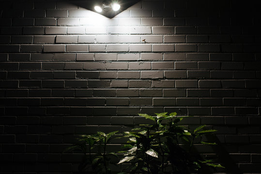 Plants On Side Of House Lit By Spotlights