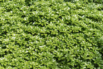 leafy fill
