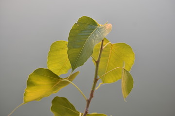 beautiful peepal leaves