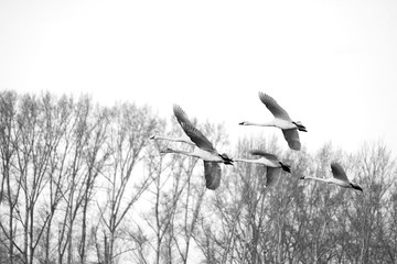 Swans in flight