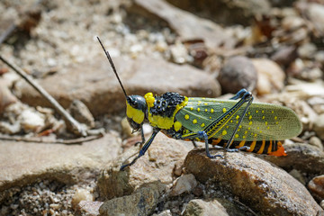 Image of spotted grasshopper (Aularches miliaris) on the rocks. Insect Animal