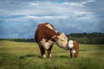 Foto op Plexiglas Hereford Mama Koe en Baby Kalf vaars stier wit gezicht © Susan Hutton