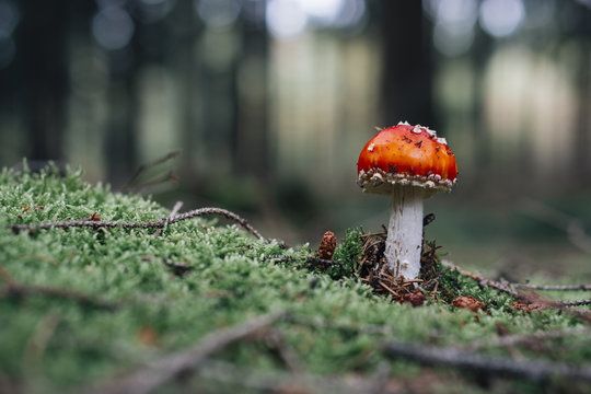Nature: fly agaric in the forrest