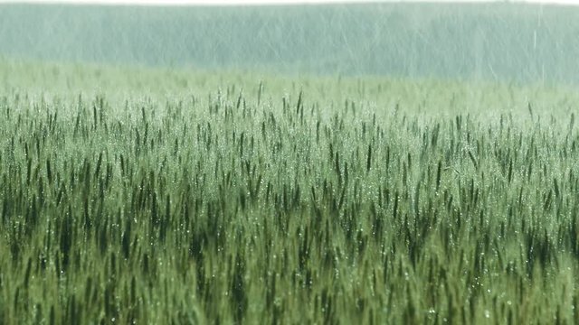 A crop of wheat on a farm gets water from rain or an irrigation system. UHD 25p.