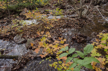 Fall Stream