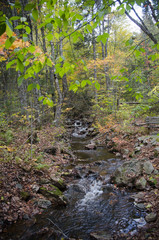Forest Stream