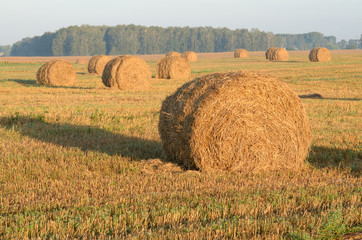 rolls of hay in field.