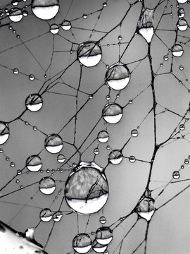 Spiderweb with dewdrops, color altered blacks to grays for graphic look