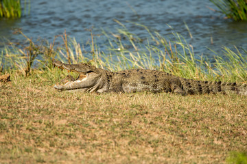 Crocodile basking