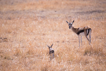 gazelle with her calf in Masai Mara National Park in Kenya Africa
