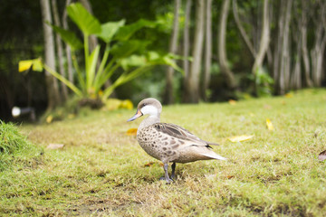 Pintail is sitting in the green grass. Water bird in the meadow. A beautiful animal in the nature habitat