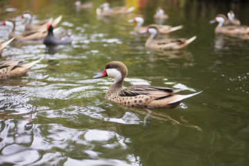 Pintail is swimming on the water. A beautiful animal in the nature habitat.