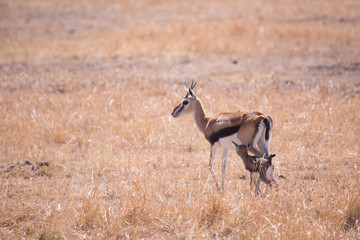 gazelle with her calf in Masai Mara National Park in Kenya Africa
