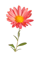  Stem with a pink and yellow flower of hardy chrysanthemum isolated