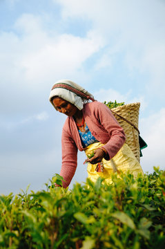 Woman tea plucker plucking tea leaves