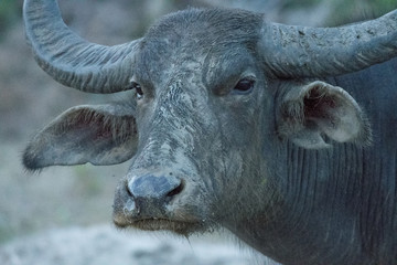 Buffalo safari