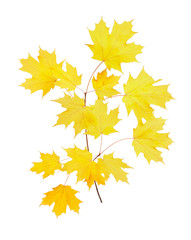 Yellow fall leaves of a sugar maple