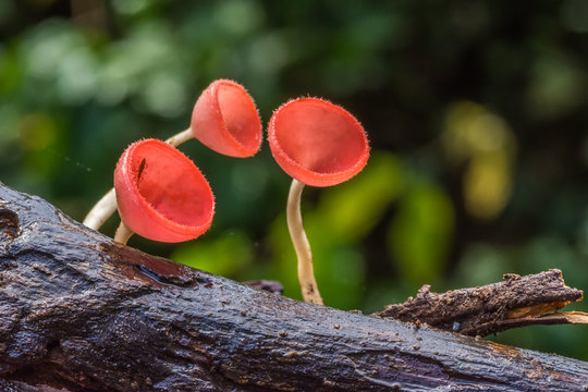Beautiful red champagne mushrooms growing on decayed tree