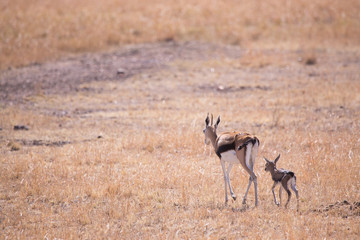 gazelle with her calf in Masai Mara National Park in Kenya Africa