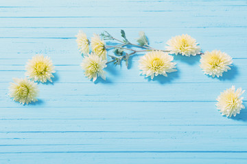 yellow chrysanthemums on blue wooden background