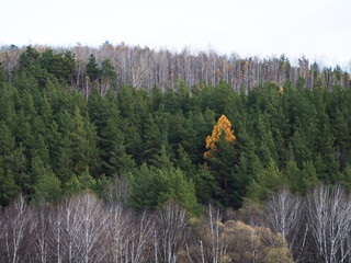 A beautiful small yellow tree stands out from the crowd of green trees on a sunny day. Autumn time of the year.