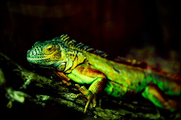 Obraz premium Just call me Draco