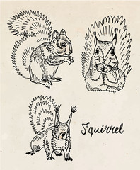 Beautiful illustration of squirrel on vintage background © levshina
