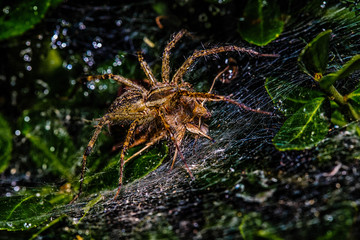 Wolf spider feeding on a moth