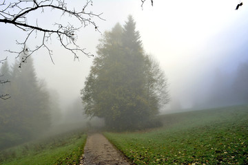 Obraz na płótnie Canvas Tree in the fog in a field, Pieniny mountains, Poland