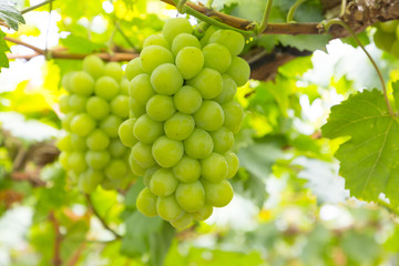 マスカット・オブ・アレキサンドリア