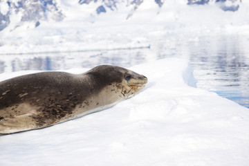 icy beach with animal in antarctic