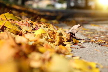 huge heap of  autumn leaves