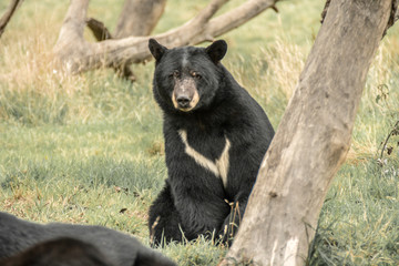Fototapeta na wymiar Bear North American Black