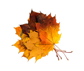 Autumn leaves on white background.
