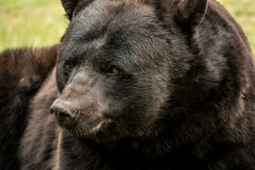 Bear North American Black