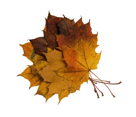 Autumn leaves on white background.
