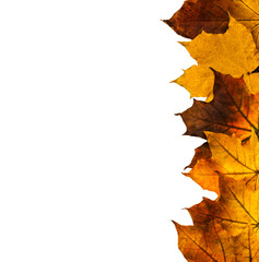 Autumn leaves on white background.