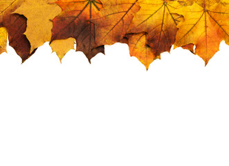 Autumn leaves on white background.