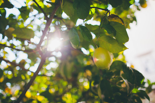 Yellow fresh lemons on tree