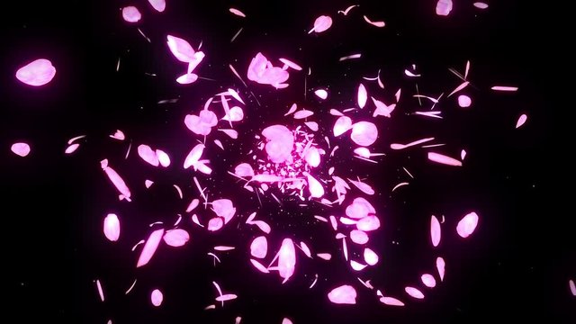 桜 花びら 舞う 満開 ループ 黒背景