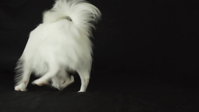 Beautiful young male dog Continental Toy Spaniel Papillon playing with plush toy on black background slow motion stock footage video