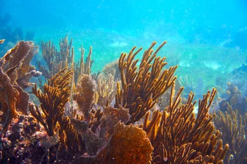 Selbstklebende Fototapeten Mesoamerican barrier Great Mayan Reef © lunamarina