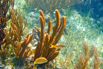 Fotobehang Mesoamerican barrier Great Mayan Reef © lunamarina