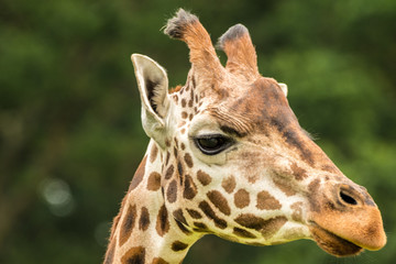 Giraffe Majestic Animals