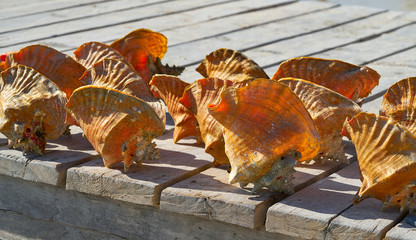 Caribbean seashells on a wooden pier Mexico