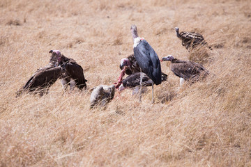 Stork and vultures eating carrion Masai Mara national park in Kenya Africa