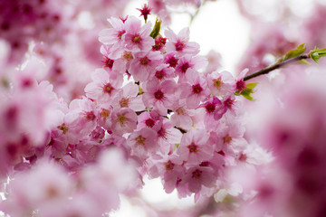 Fototapeta premium さくら 陽光-Cherry Blossoms/yōkō