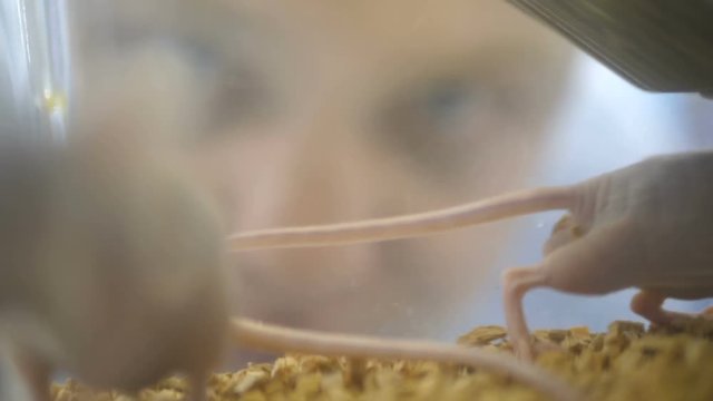 Slow mo Slider Shot. Medical Research Scientist Examines Laboratory Mice and Looks on Tissue Samples under Microscope. She Works in a Light Laboratory. White lab rat sniffs at the bars of its cage