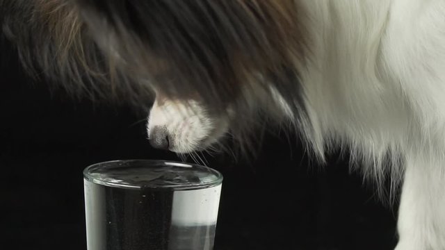 Beautiful young male dog Continental Toy Spaniel Papillon drinks clean water from a glass on black background slow motion stock footage video