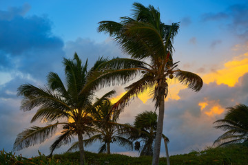 Fototapeta na wymiar Caribbean sunset palm trees Riviera Maya